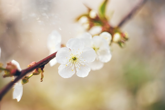 Photo flowering tree branches in spring.