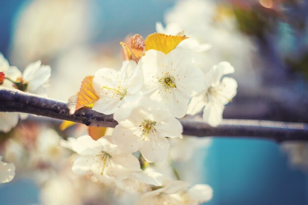 春に開花する木の枝。