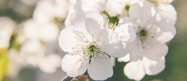 春に開花する木の枝。