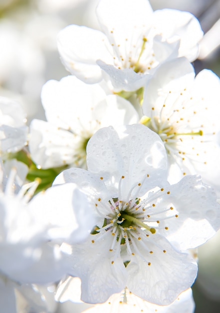 春に開花する木の枝。