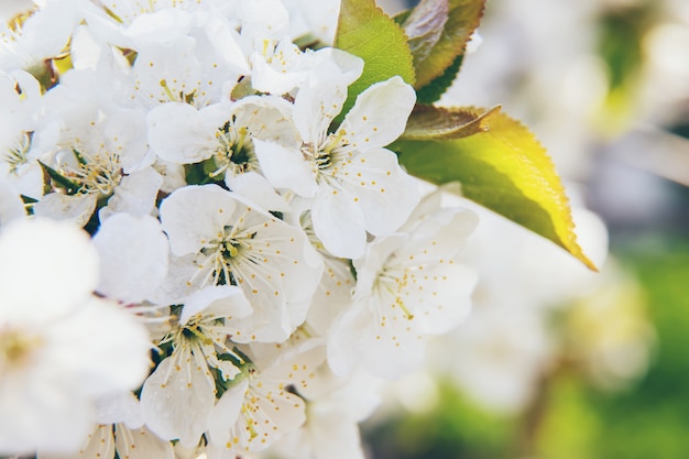 Flowering tree branches in spring. 