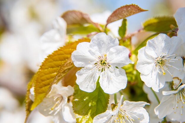 Flowering tree branches in spring. 