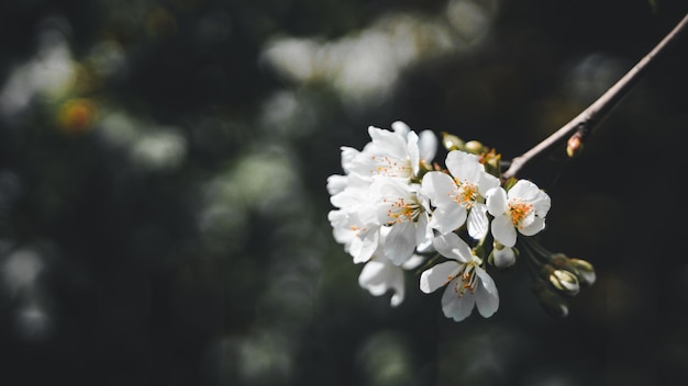 flowering tree, cherry blossoms