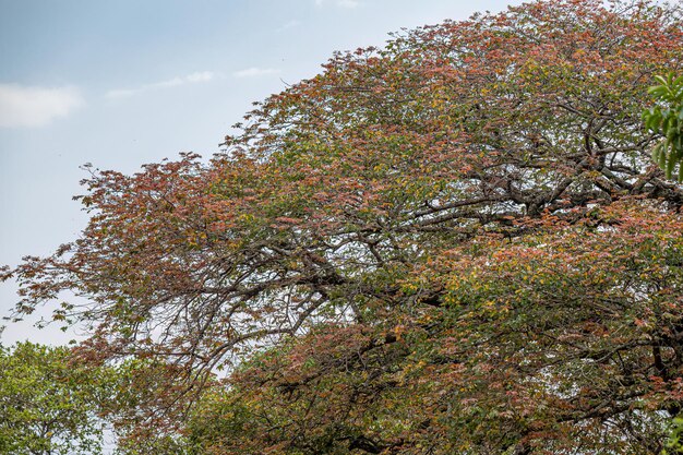 Flowering Tree Leaves