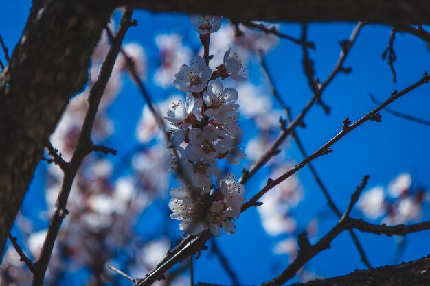 Flowering tree at spring pollination by bees