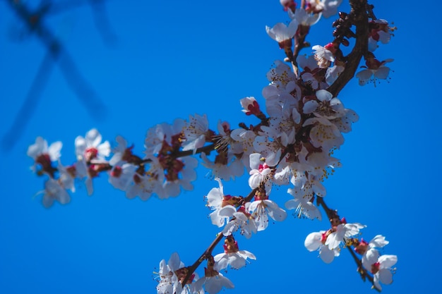 Flowering tree at spring pollination by bees