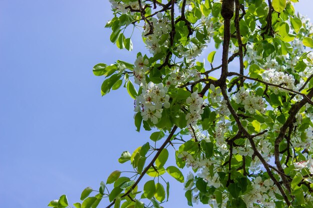 Flowering tree at spring pollination by bees