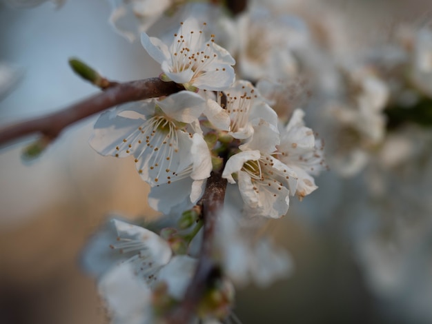 Foto albero fiorito in primavera