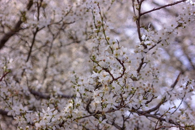 写真 庭の春の自然の背景に白い花を持つ花の咲く木