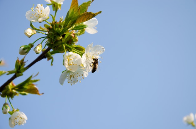 花盛りの木白い花に蜂。白い花を持つ木の枝