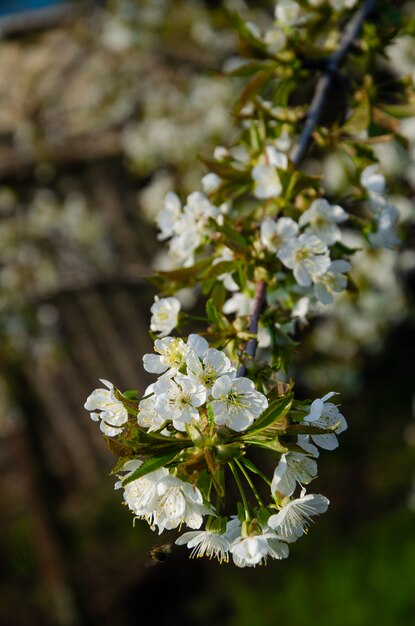 花盛りの木白い花に蜂。白い花を持つ木の枝