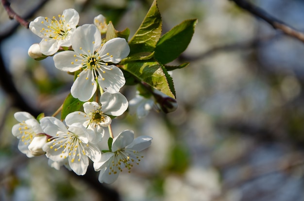 花盛りの木白い花に蜂。白い花を持つ木の枝