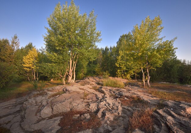 flowering trees grow on the rocky ground layered volcanic rocks blue clear sky siberia russia