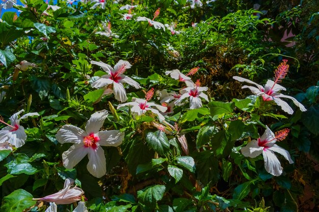 写真 ギリシャのコルフ島の開花木