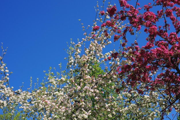 Flowering trees in the park