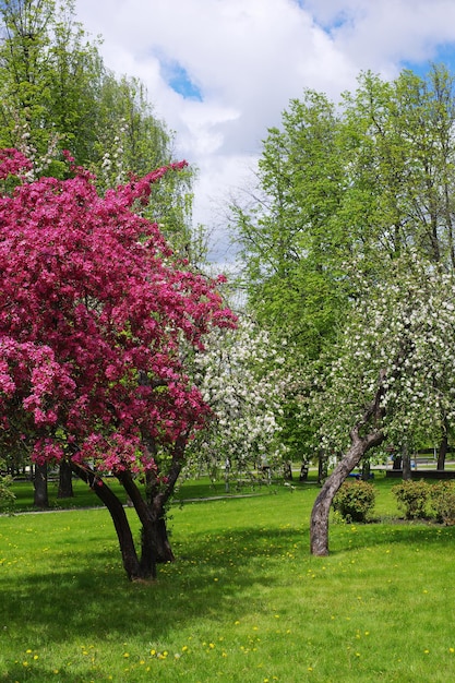 Flowering trees in the park