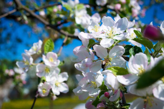 春の花木 りんご色 はちみつ植物