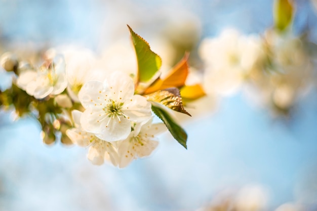 Flowering trees in the spring. Selective focus.