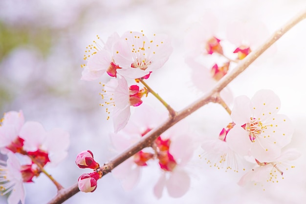 春の花の咲く木 木の枝に白とピンクの花