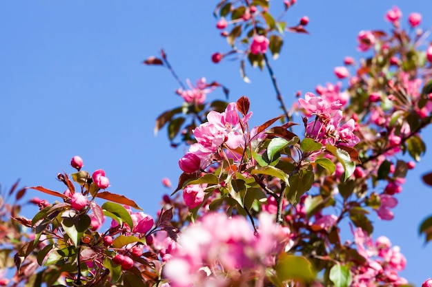 春に開花する木