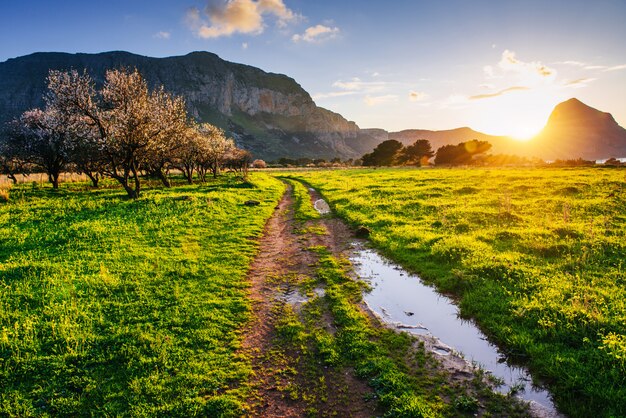 Flowering trees at sunset in the mountains