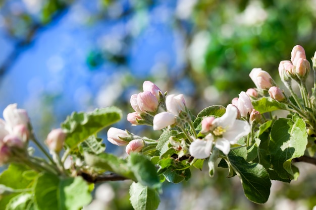 Alberi in fiore