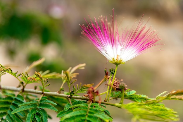 Flowering tropical shrub calliandra in nature