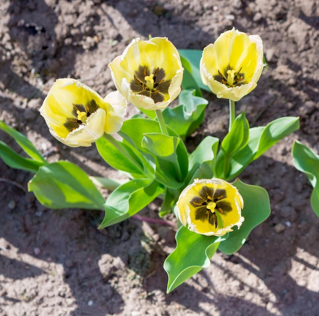 Photo flowering tulips