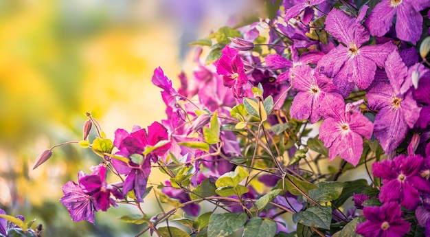 Flowering twisted clematis in the garden Large bright purple flowers