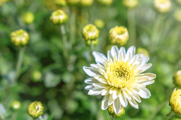 Flowering White Chrysanthemum in Autumn Garden, Background with Blossoming Chrysanthemum.