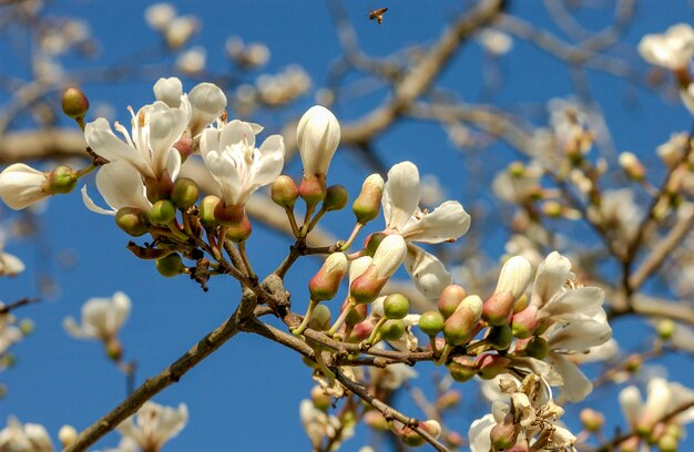 ブラジルでの白いイペの開花。ブラジルの木。