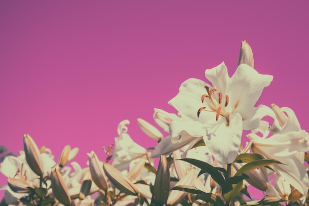 Flowering white lilies on pink background