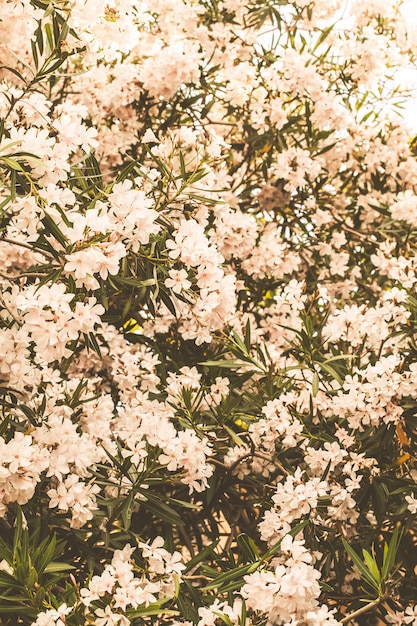 Flowering white oleander on streets of Montenegro