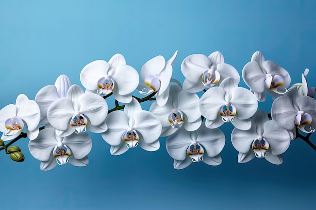 Flowering of white phalaenopsis on a blue background Generative AI