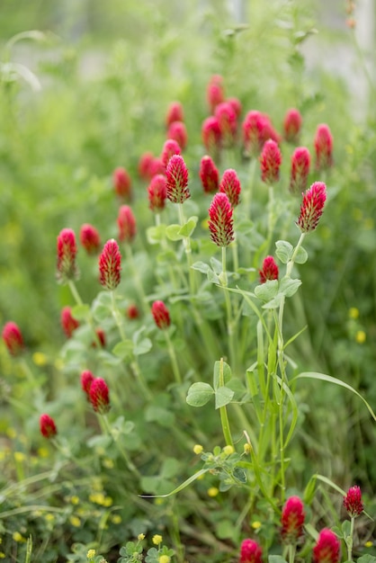 Flowering wildflowers in the field