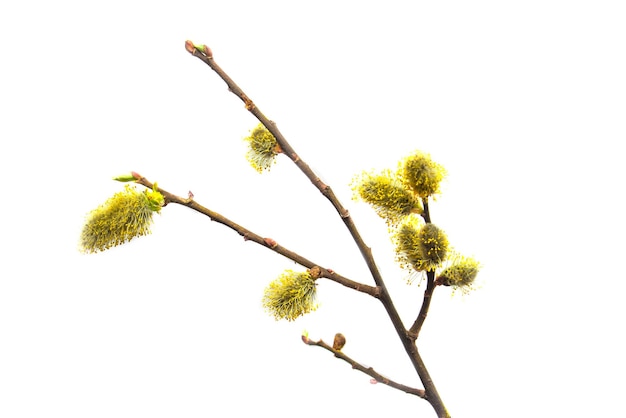 白い背景で隔離の開花柳の枝