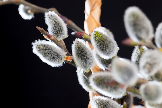 開花柳の枝