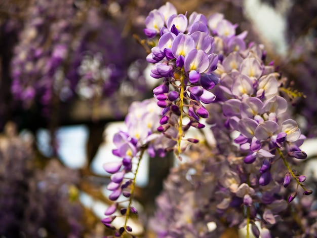 Flowering Wisteria violet outdoor. Wisteria Sinensis purple flowers on a natural background. 