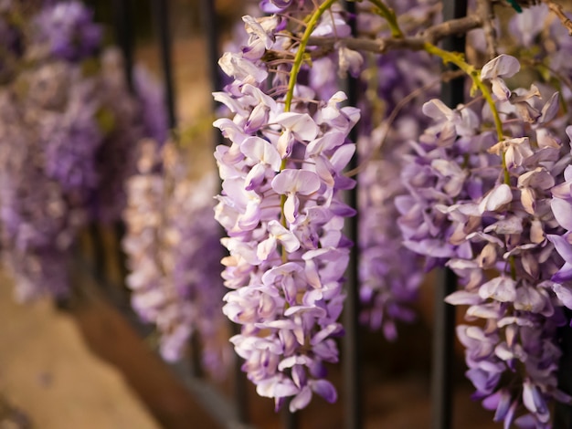 開花ウィステリアバイオレット屋外。自然の背景に藤シネンシス紫色の花。