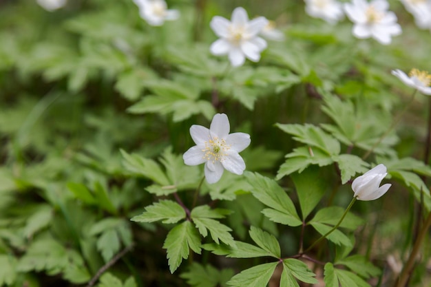 A Flowering Wood Anemone The compound basal leaves are palmate or ternate