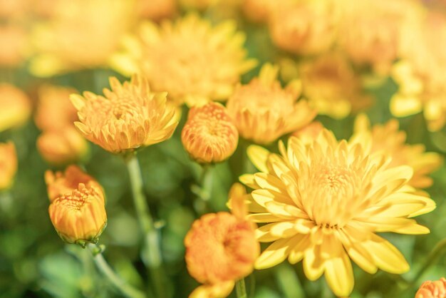 꽃이 만발한 국화와 배경 가을 정원에서 꽃이 만발한 노란 오렌지 국화.