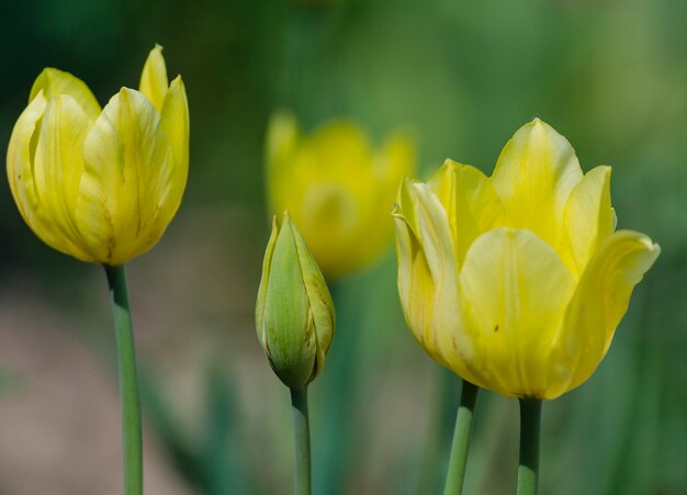 Flowering of yellow tulips