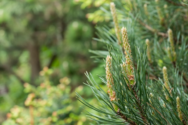 Photo flowering young coniferous trees in the spring in the forest. selective focus