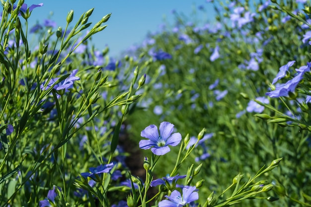 開花期、畑の亜麻の若い植物、収穫中、空に対して。