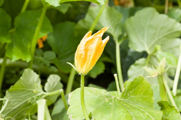 Flowering of zucchini