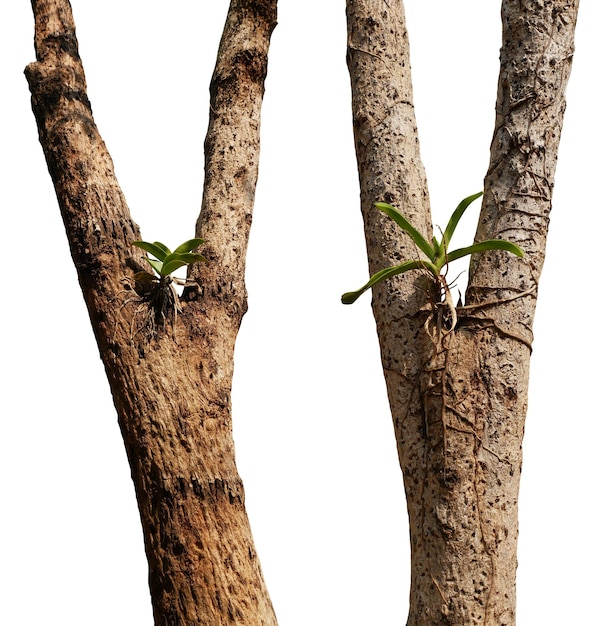 사진 꽃 이 없는 오키디 식물 이 나무 줄기 에 자란다