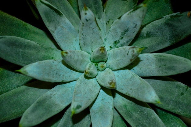 Flowerpot Dudley closeup view from above Macro shooting