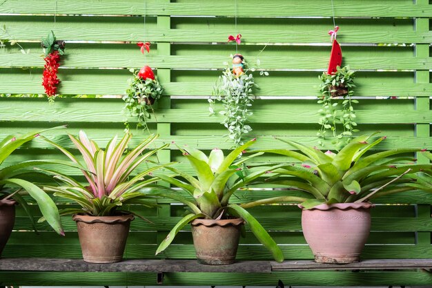 Flowerpot green leaves with green wooden texture background.