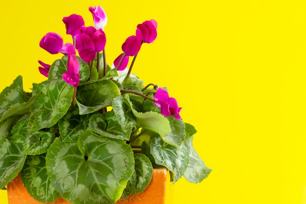 Photo flowerpot with cyclamen on a yellow background bright cyclamen flowers with yellow background