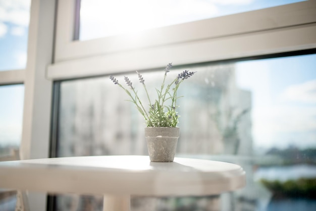 Flowerpot with a flower on the table by the window on the high floor of the apartment